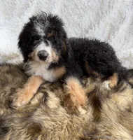 Bourbon, a male Bernedoodle for sale in Cookeville, TN – 1 of 6