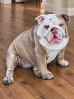 Patches-Full AKC, a female English Bulldog for sale in Cookeville, TN – 3 of 4
