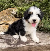 Frankie, a male Miniature Bernedoodle for sale in Cookeville, TN – 4 of 7