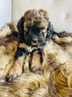 Lucy ❤️ red sable phantom tri color, a female Bernedoodle for sale in Cookeville, TN – 5 of 7