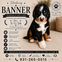 Banner, a male Bernedoodle for sale in Cookeville, TN – 1 of 1