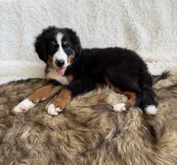 Cooper ❤️, a male Bernedoodle for sale in Cookeville, TN – 3 of 7