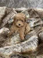 “red toy “ female, a female Poodle - Toy  for sale in Cookeville, TN – Photo 3 of 5