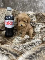 “red toy “ female, a female Poodle - Toy  for sale in Cookeville, TN – Photo 2 of 5