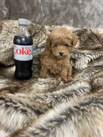 “red toy “ female, a female Poodle - Toy  for sale in Cookeville, TN – Photo 5 of 5