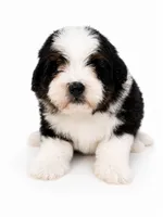 Topper- black Tri Color, a male Miniature Bernedoodle for sale in Cookeville, TN – 2 of 4