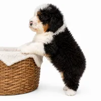reese- black tri color, a female Miniature Bernedoodle for sale in Cookeville, TN – 3 of 4