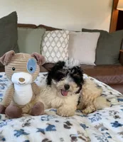 Benny - black tri color, a male Miniature Bernedoodle for sale in Cookeville, TN – 4 of 6