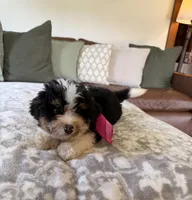 Bonnie- tri color , a female Miniature Bernedoodle for sale in Cookeville, TN – 3 of 7
