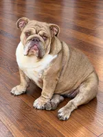 Magnolia- full AKC , a female English Bulldog for sale in Cookeville, TN – 3 of 3