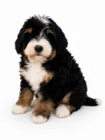 Bonny- Black Tri Female, a female Miniature Bernedoodle for sale in Cookeville, TN – 1 of 5