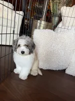 Maple , a female Miniature Bernedoodle for sale in Cookeville, TN – 8 of 8