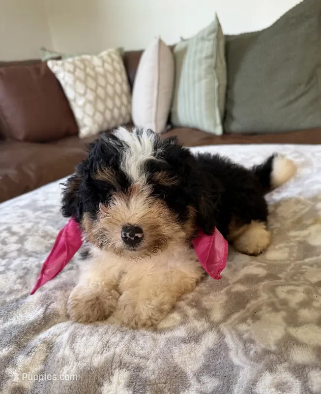 Bonnie- tri color  – Miniature Bernedoodle puppy for sale in Cookeville, TN