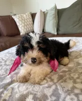Bonnie- tri color , a female Miniature Bernedoodle for sale in Cookeville, TN – 1 of 7