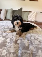 Bella- Black Tri Female, a female Miniature Bernedoodle for sale in Cookeville, TN – 2 of 7