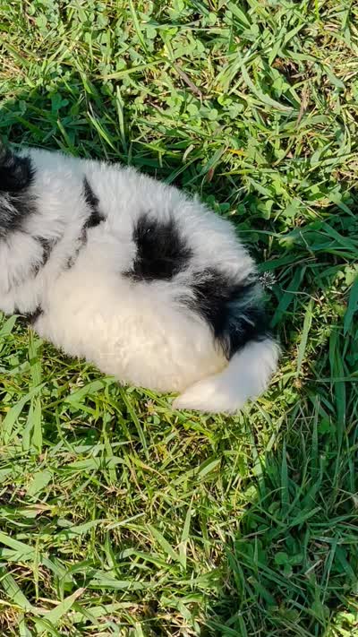 Apollo ❤️ Tri color mini Bernedoodle , a male Miniature Bernedoodle for sale in Cookeville, TN – 2 of 2
