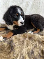Whiskey ❤️, a male Bernedoodle for sale in Cookeville, TN – 8 of 8