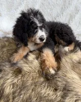 Bourbon, a male Bernedoodle for sale in Cookeville, TN – 2 of 6
