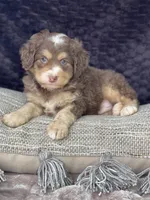 Nutmeg  “mini”choc tri, a male Miniature Bernedoodle for sale in Cookeville, TN – Photo 2 of 6