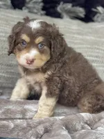 Nutmeg  “mini”choc tri, a male Miniature Bernedoodle for sale in Cookeville, TN – Photo 5 of 6