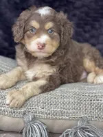Nutmeg  “mini”choc tri, a male Miniature Bernedoodle for sale in Cookeville, TN – Photo 6 of 6