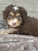 Nutmeg  “mini”choc tri, a male Miniature Bernedoodle for sale in Cookeville, TN – Photo 3 of 6