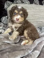Nutmeg  “mini”choc tri, a male Miniature Bernedoodle for sale in Cookeville, TN – Photo 1 of 6