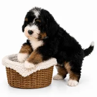 Bonny- Black Tri Female, a female Miniature Bernedoodle for sale in Cookeville, TN – 3 of 5
