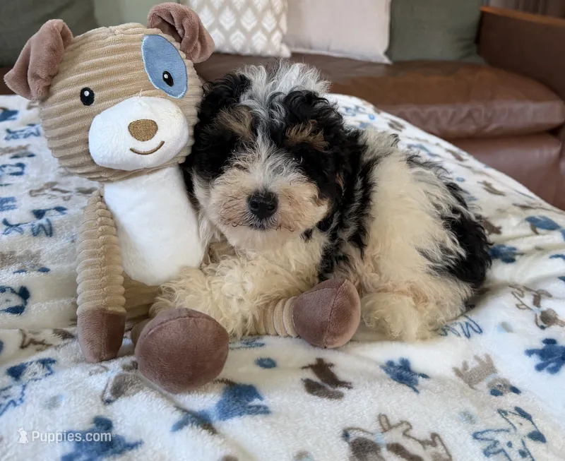 Benny - black tri color – Miniature Bernedoodle puppy for sale in Cookeville, TN