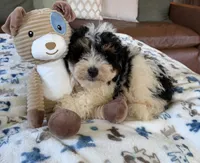 Benny - black tri color, a male Miniature Bernedoodle for sale in Cookeville, TN – 1 of 6