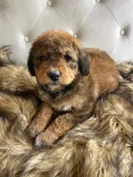 Rosie ❤️ Red sable tri color Bernedoodle, a female Bernedoodle for sale in Cookeville, TN – 7 of 7