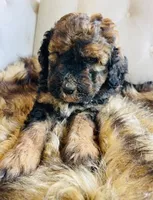 Lucy ❤️ red sable phantom tri color, a female Bernedoodle for sale in Cookeville, TN – 6 of 7
