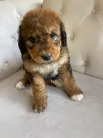 Rosie ❤️ Red sable tri color Bernedoodle, a female Bernedoodle for sale in Cookeville, TN – 3 of 7