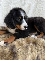 Whiskey ❤️, a male Bernedoodle for sale in Cookeville, TN – 5 of 8