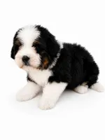 Topper- black Tri Color, a male Miniature Bernedoodle for sale in Cookeville, TN – 1 of 4