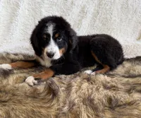 Whiskey ❤️, a male Bernedoodle for sale in Cookeville, TN – 6 of 8