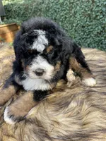 Green collar male, a male Bernedoodle for sale in Cookeville, TN – Photo 2 of 5