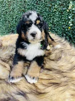 Green collar male- black tri, a male Bernedoodle for sale in Cookeville, TN – Photo 1 of 10