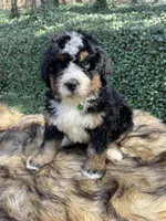 Green collar male, a male Bernedoodle for sale in Cookeville, TN – Photo 5 of 5