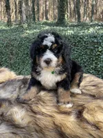 Green collar male, a male Bernedoodle for sale in Cookeville, TN – Photo 4 of 5