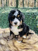 Green collar male- black tri, a male Bernedoodle for sale in Cookeville, TN – Photo 2 of 10