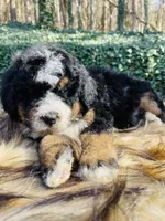 Green collar male- black tri, a male Bernedoodle for sale in Cookeville, TN – Photo 10 of 10