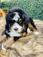 Green collar male- black tri, a male Bernedoodle for sale in Cookeville, TN – Photo 4 of 10