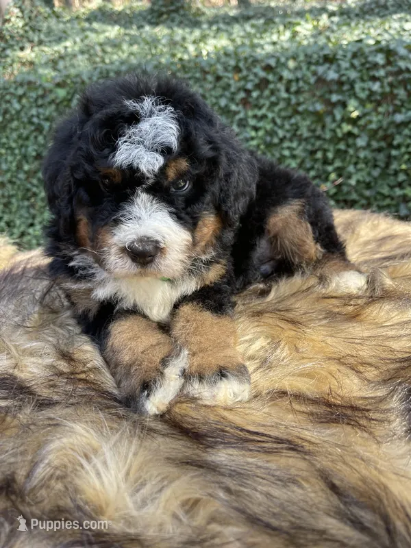 Green collar male – Bernedoodle puppy for sale in Cookeville, TN