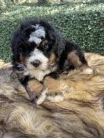 Green collar male, a male Bernedoodle for sale in Cookeville, TN – Photo 1 of 5