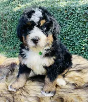 Green collar male- black tri, a male Bernedoodle for sale in Cookeville, TN – Photo 3 of 10