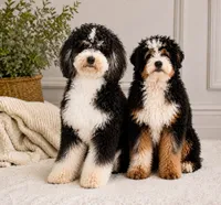 Peanut butter , a male Miniature Bernedoodle for sale in Cookeville, TN – 4 of 4