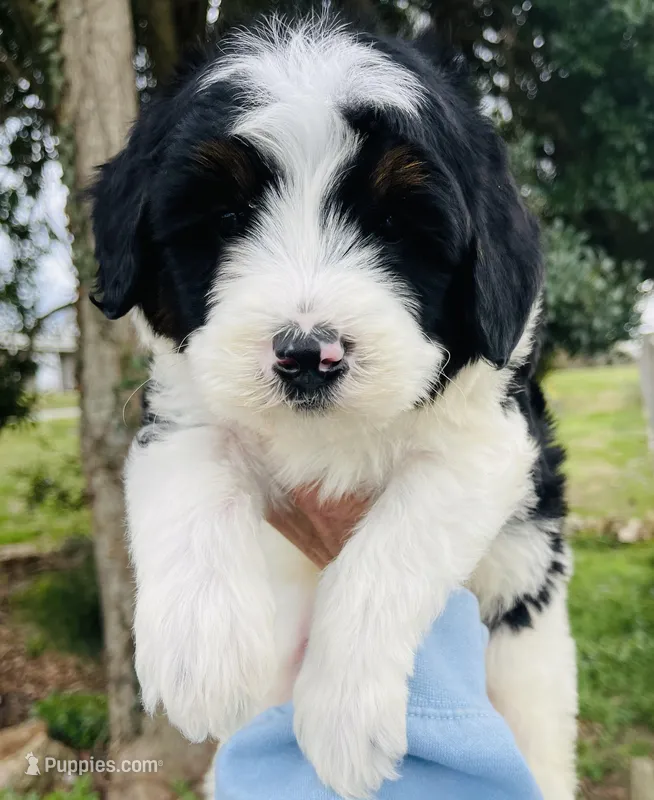 Peep - black & white Tri  – Miniature Bernedoodle puppy for sale in Cookeville, TN