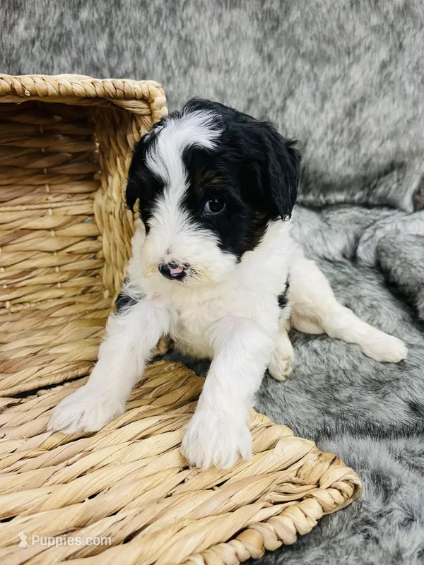 Peep - black & white Tri 