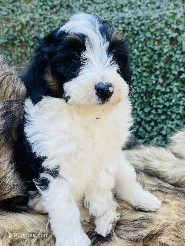 Peep - black & white Tri  – Miniature Bernedoodle puppy for sale in Cookeville, TN